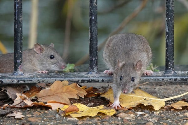 rodents inside