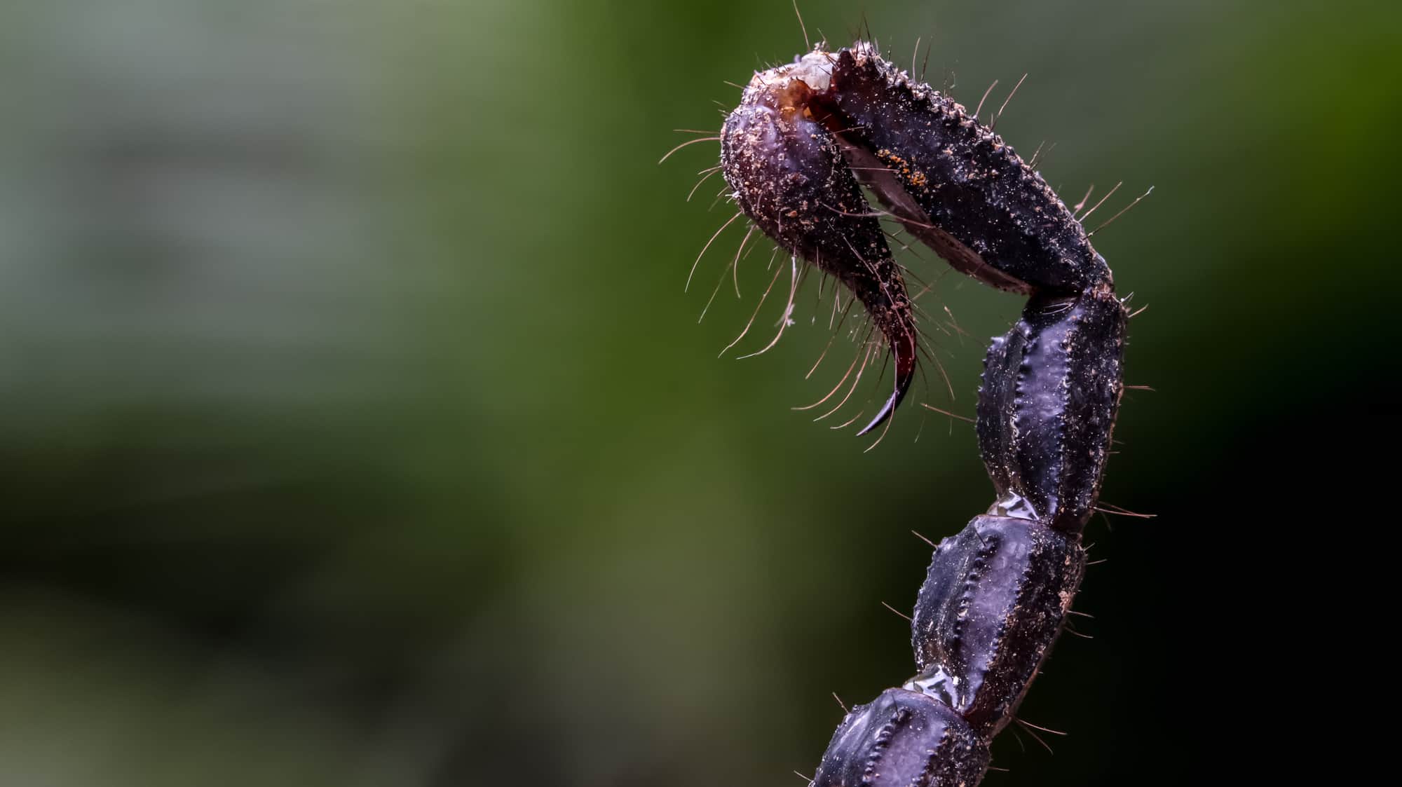scorpion-stinger