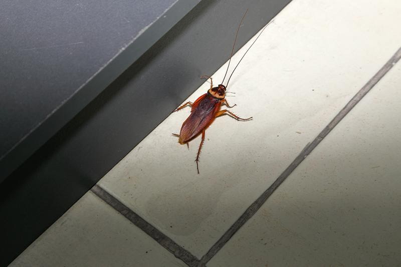 cockroach