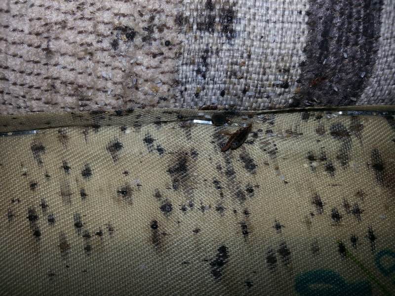 Infested mattress