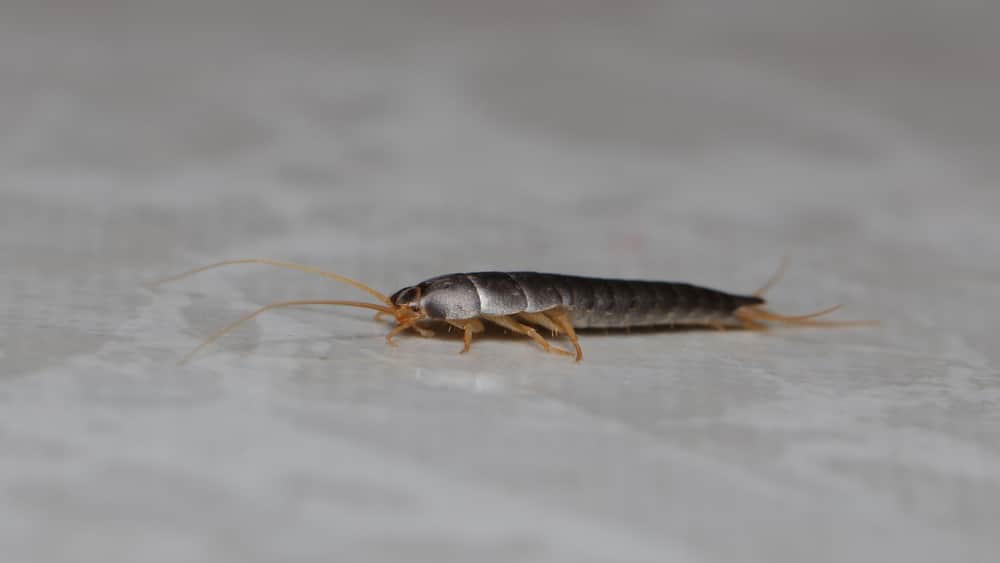 silverfish-in-bathroom