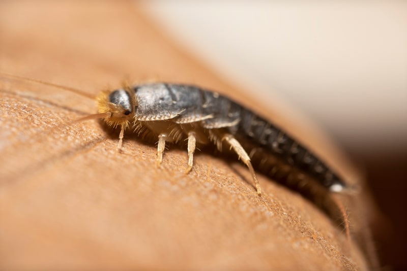 silverfish 