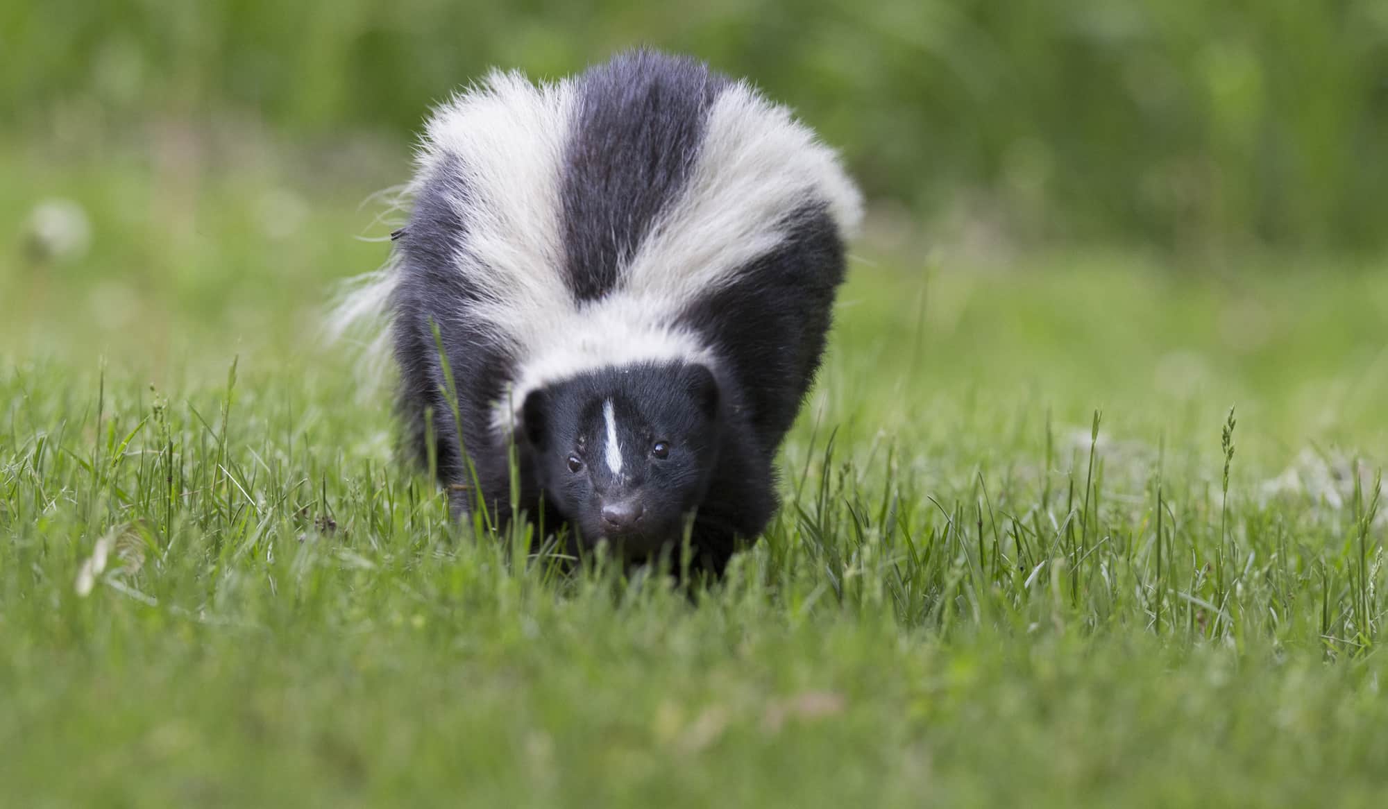 skunk-in-yard