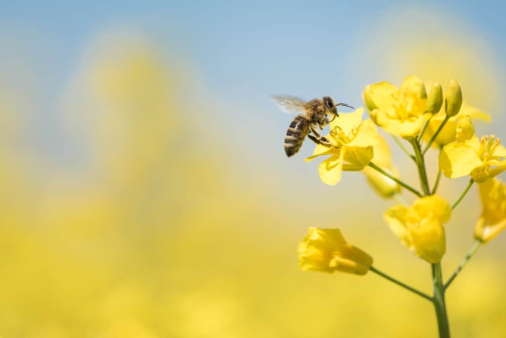 smartest-insects-in-us
