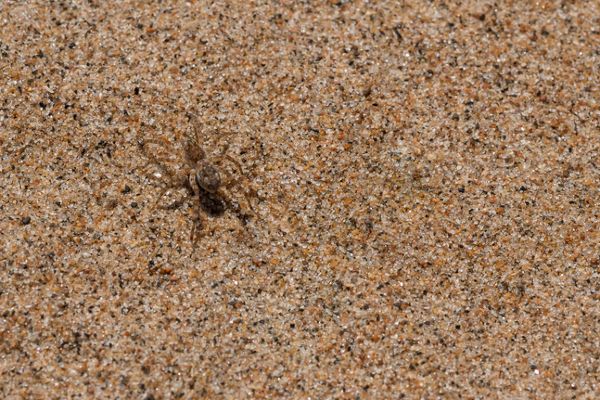 spider in sand