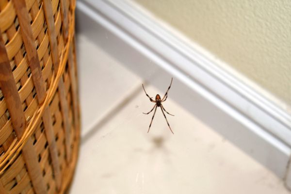 spider laundry basket