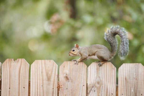 squirell on a wooden fence