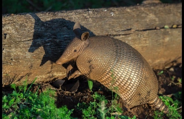 standing-armadillo