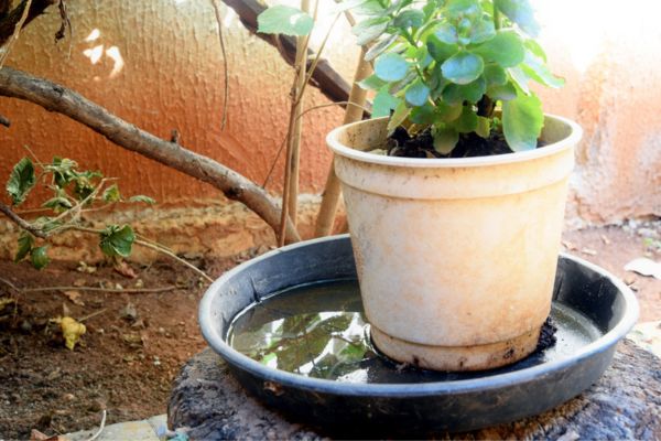 Standing water in plant pot