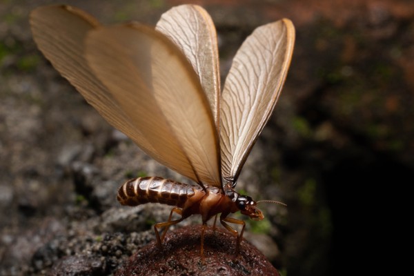 Swarmer