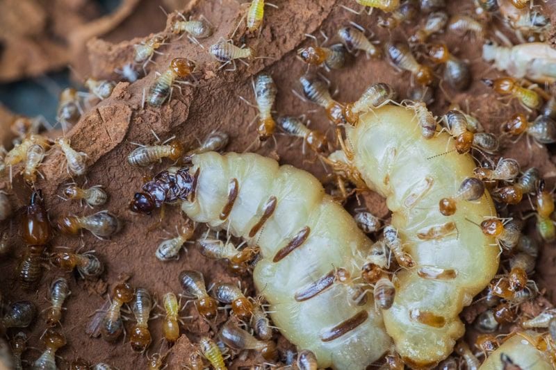 a pair of termite queens with the worker termites