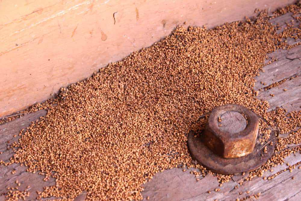 termite droppings (frass)