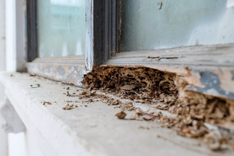 termite wood damage