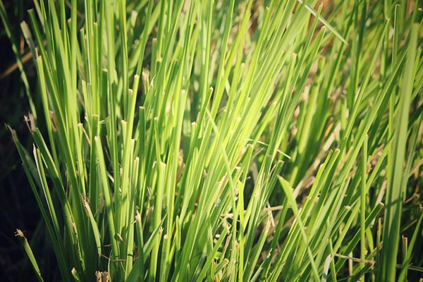 Plants That Repel Termites