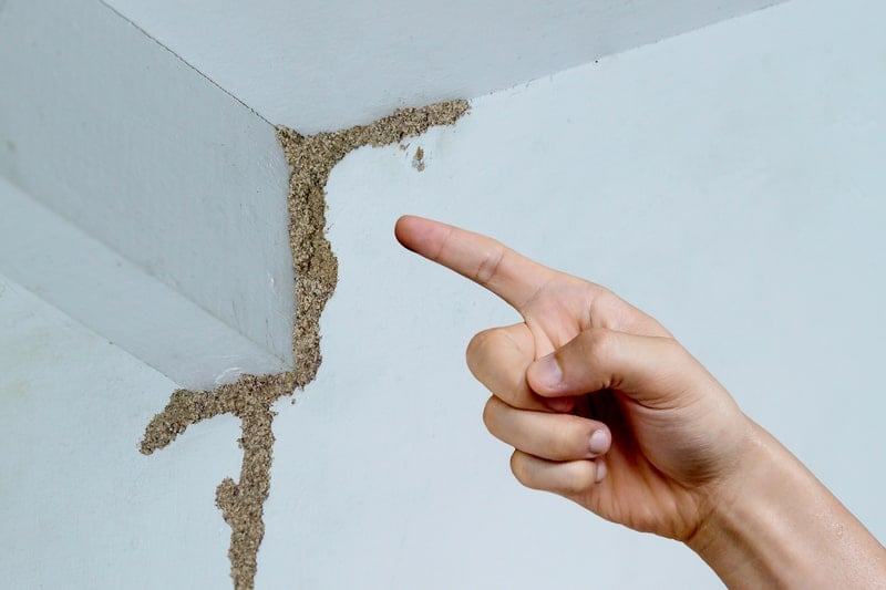 termite mud tube