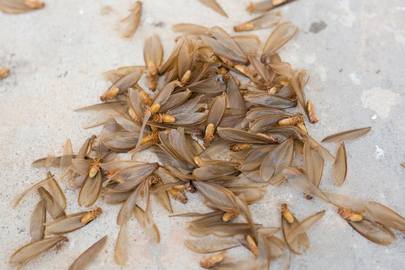 termite swarmers and discarded termite wings