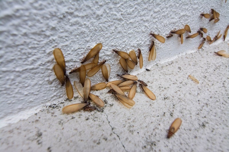 Swarmers (flying termites)