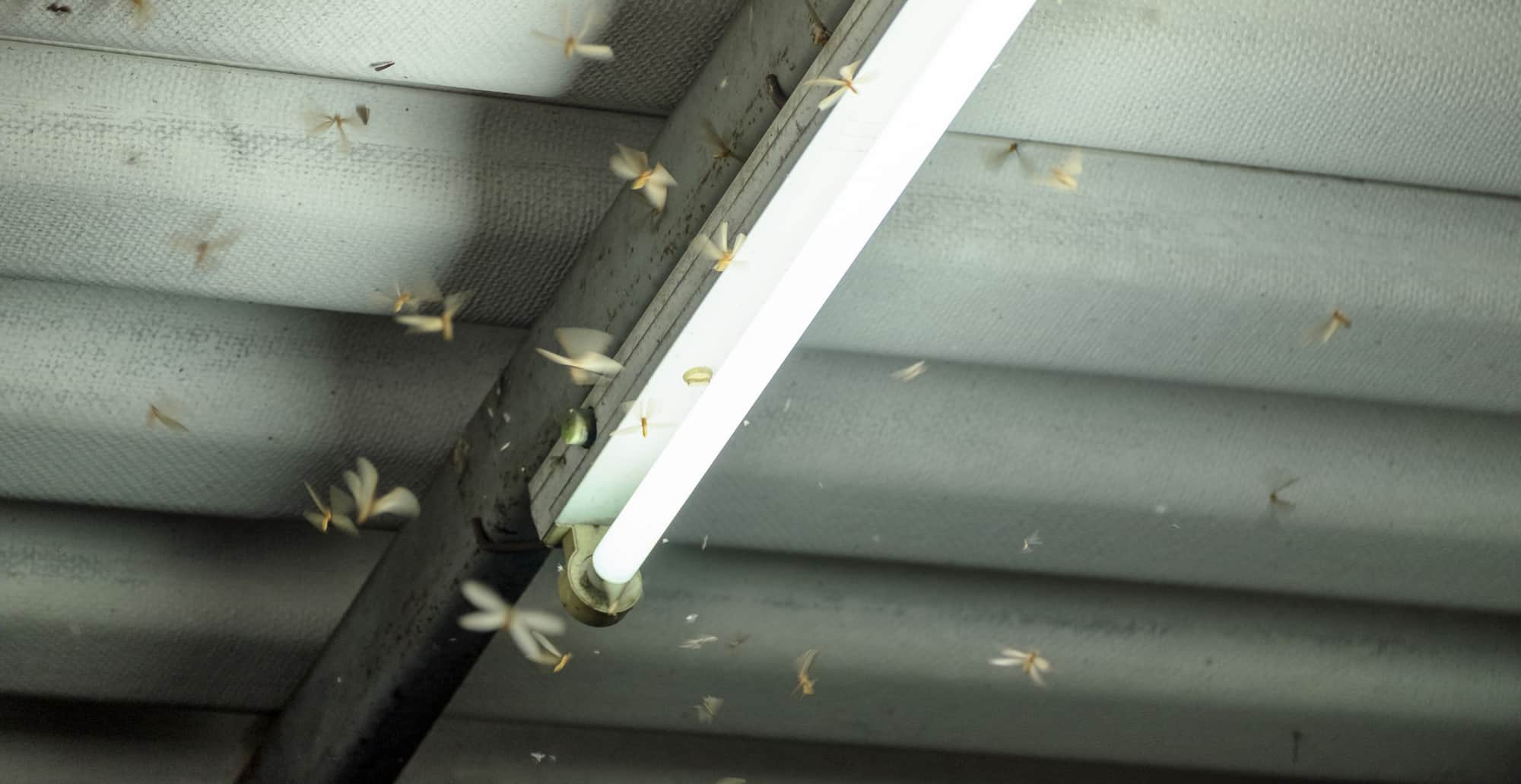 termite-swarming-after-rain