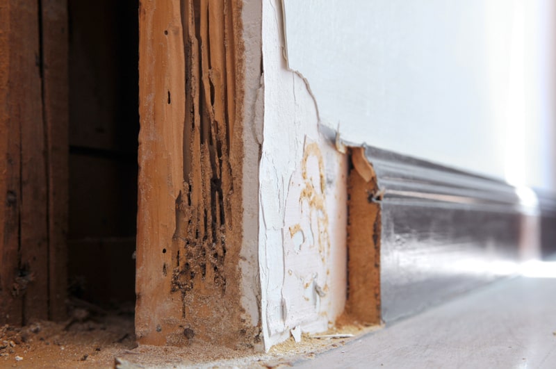 termite damage on wall