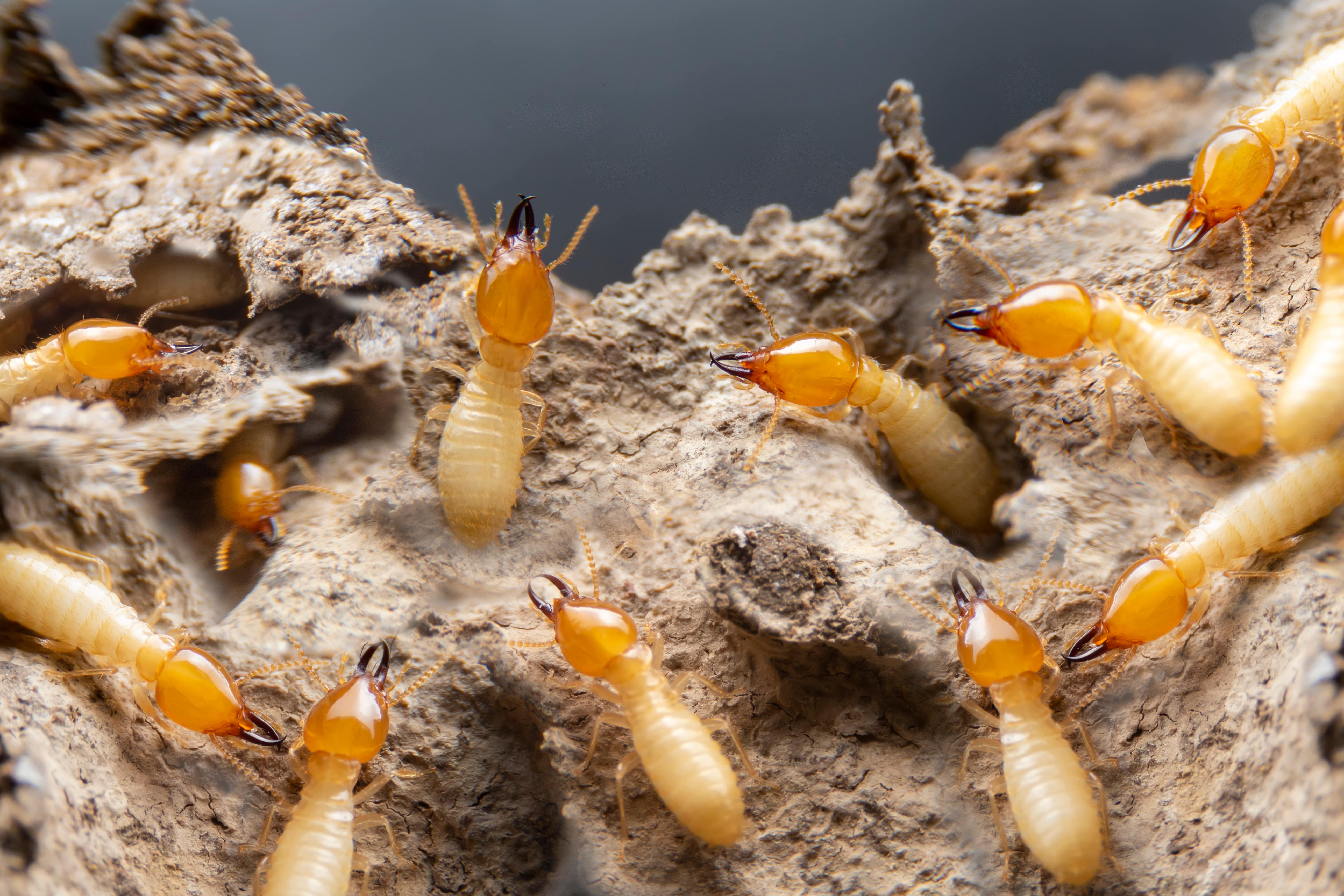 termites on wood
