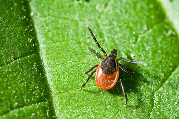 tick on a leaf