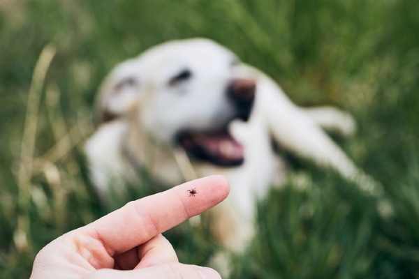 tick control for pets