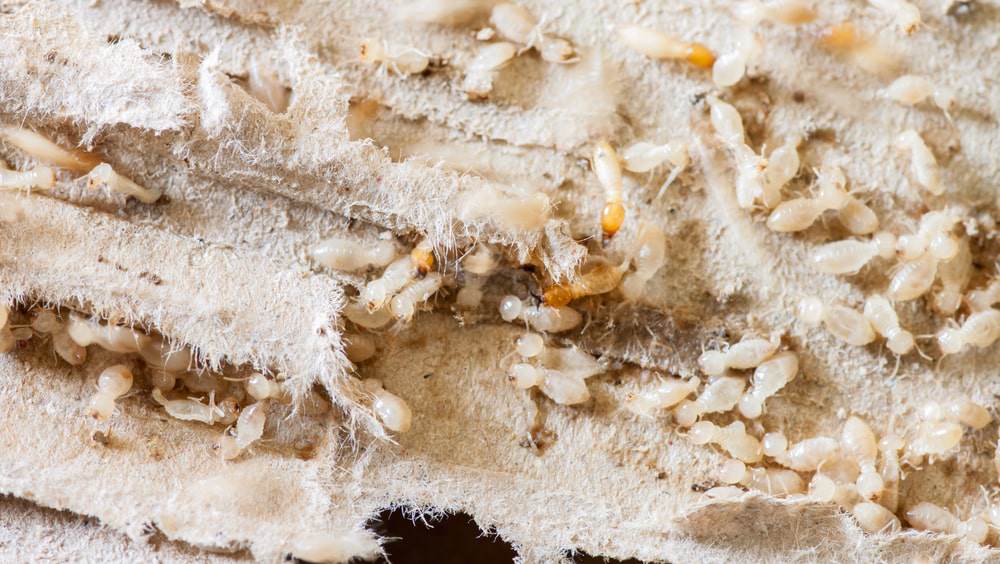 tiny-white-bugs