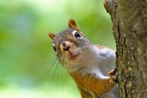 squirrel on tree