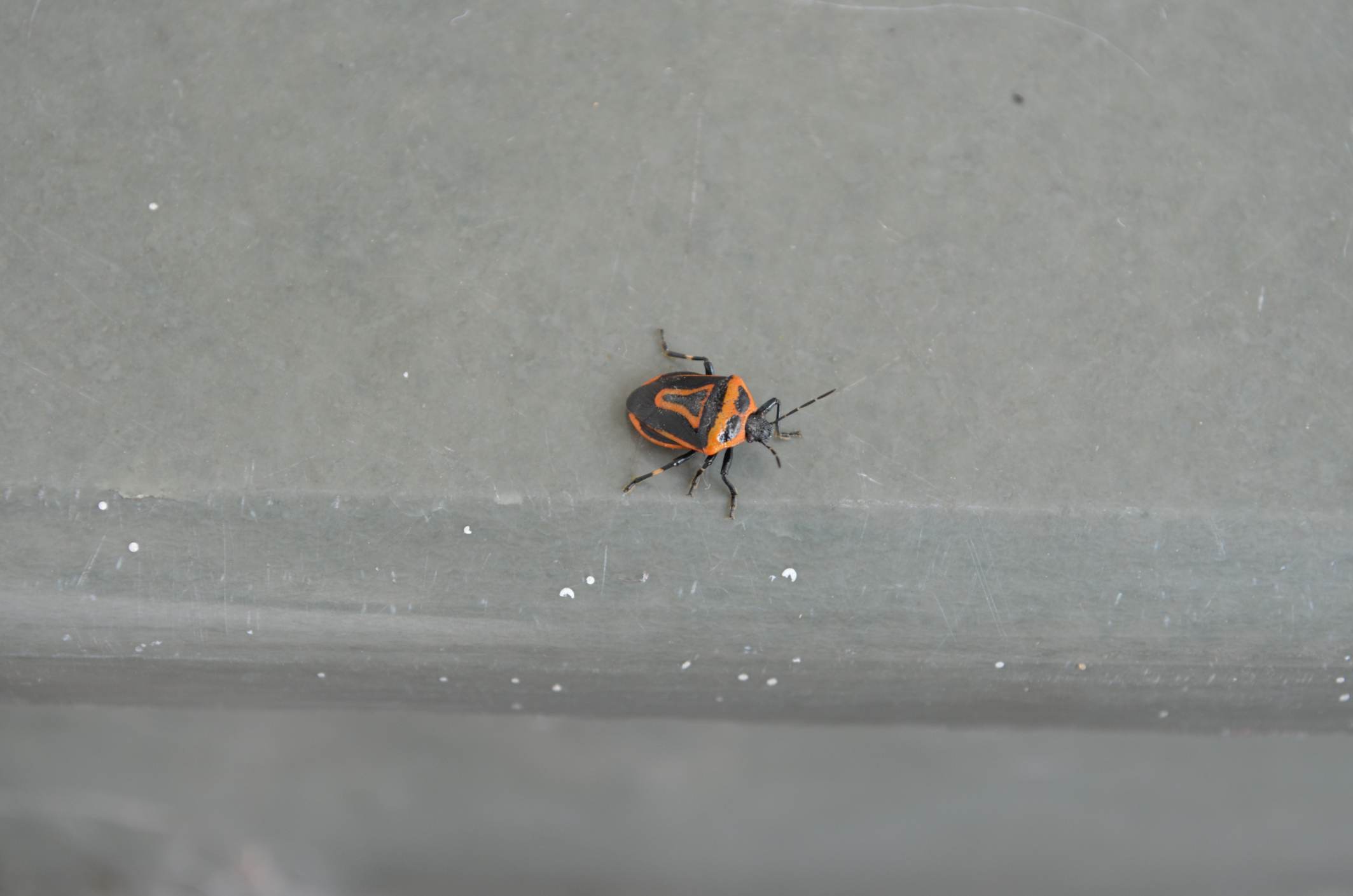 orange and black two-spotted stink bug on gray background