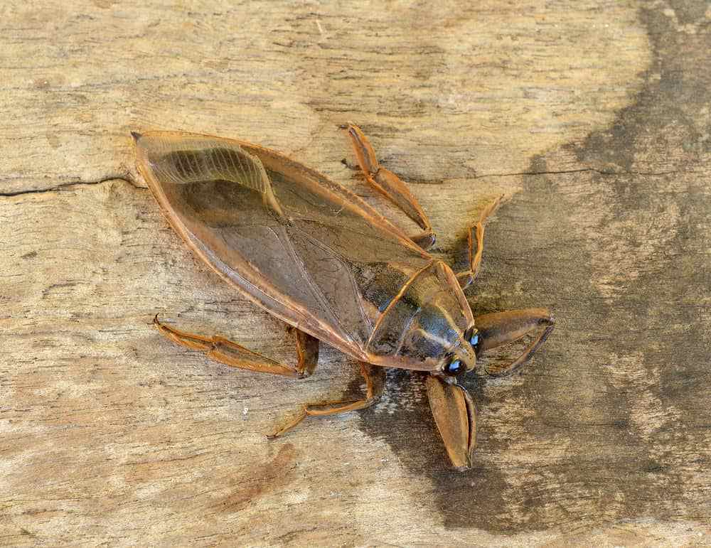 water bug