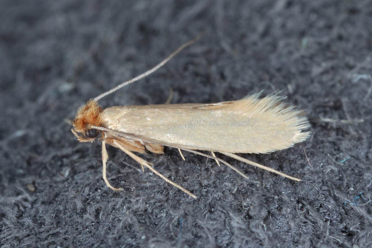 webbing clothes moth