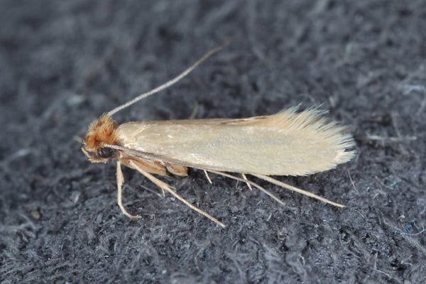 webbing clothes moth
