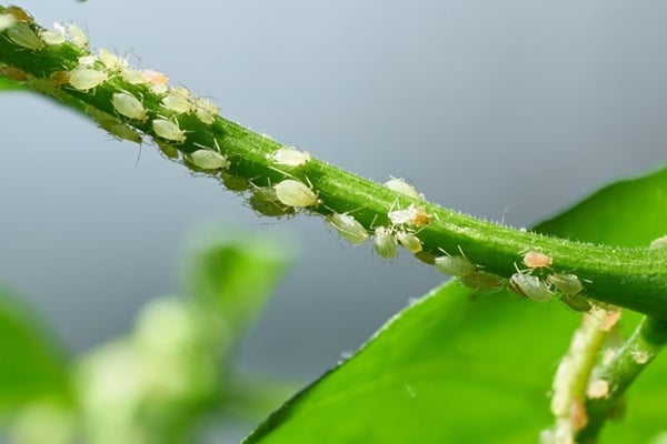 small white bugs