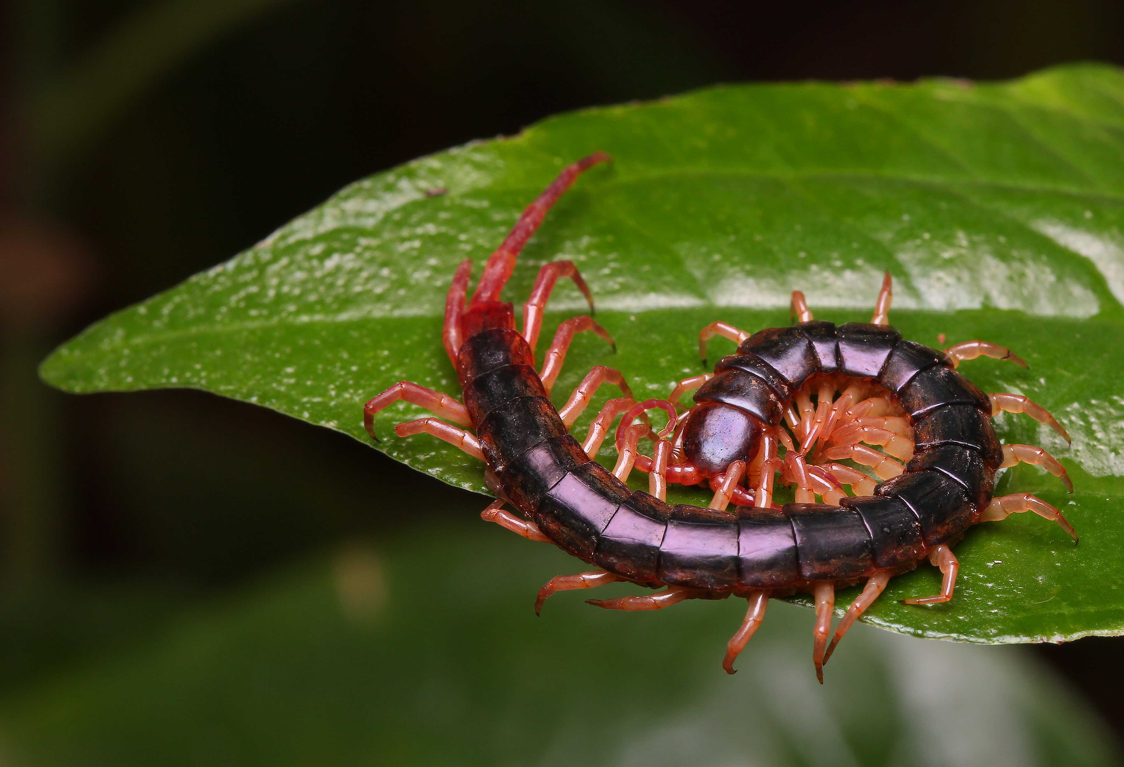 Centipede