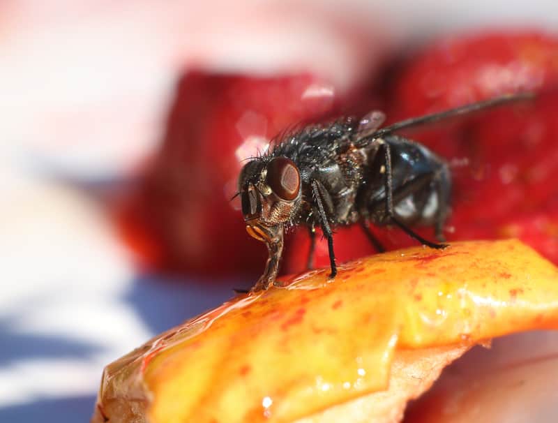 fly on food