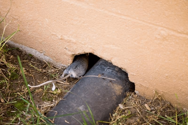 rat crawling through hole in a building