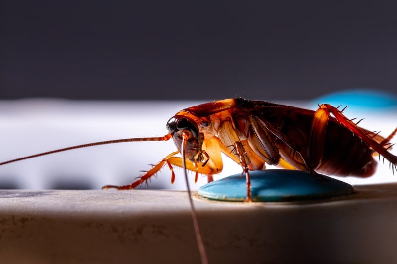 cockroach