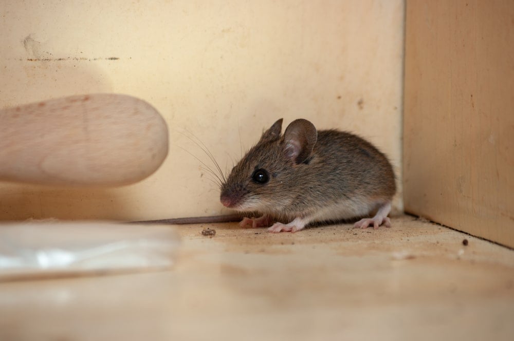 what smells do mice hate