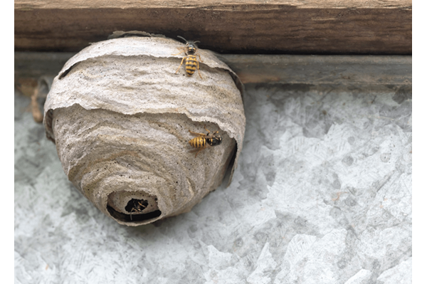 stinging-insects-wasp-nest