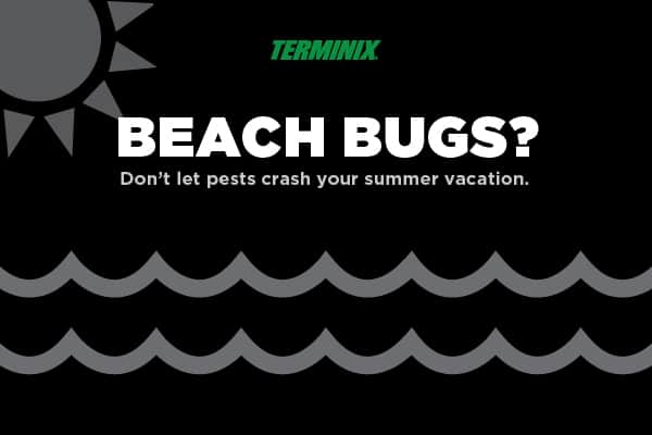 beach-bugs