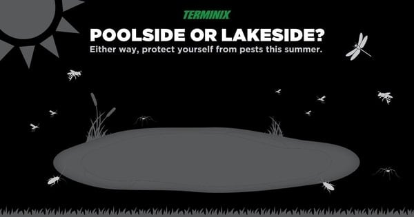 lakside-bugs