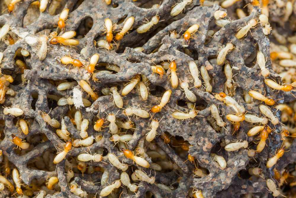 Close up of termites in mound