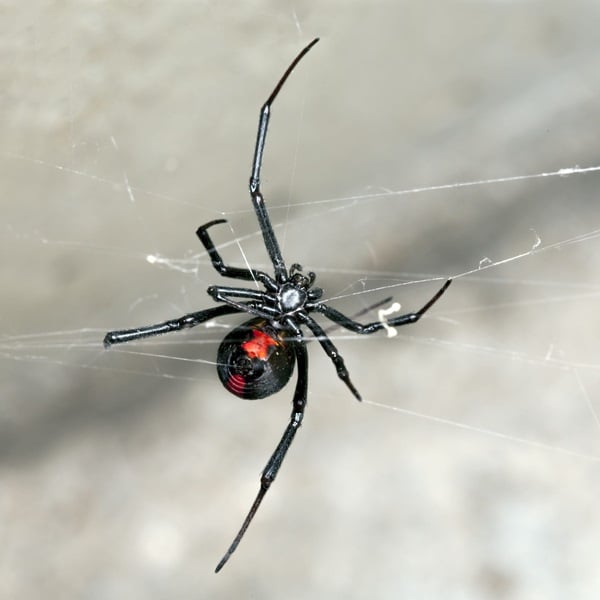 spiders