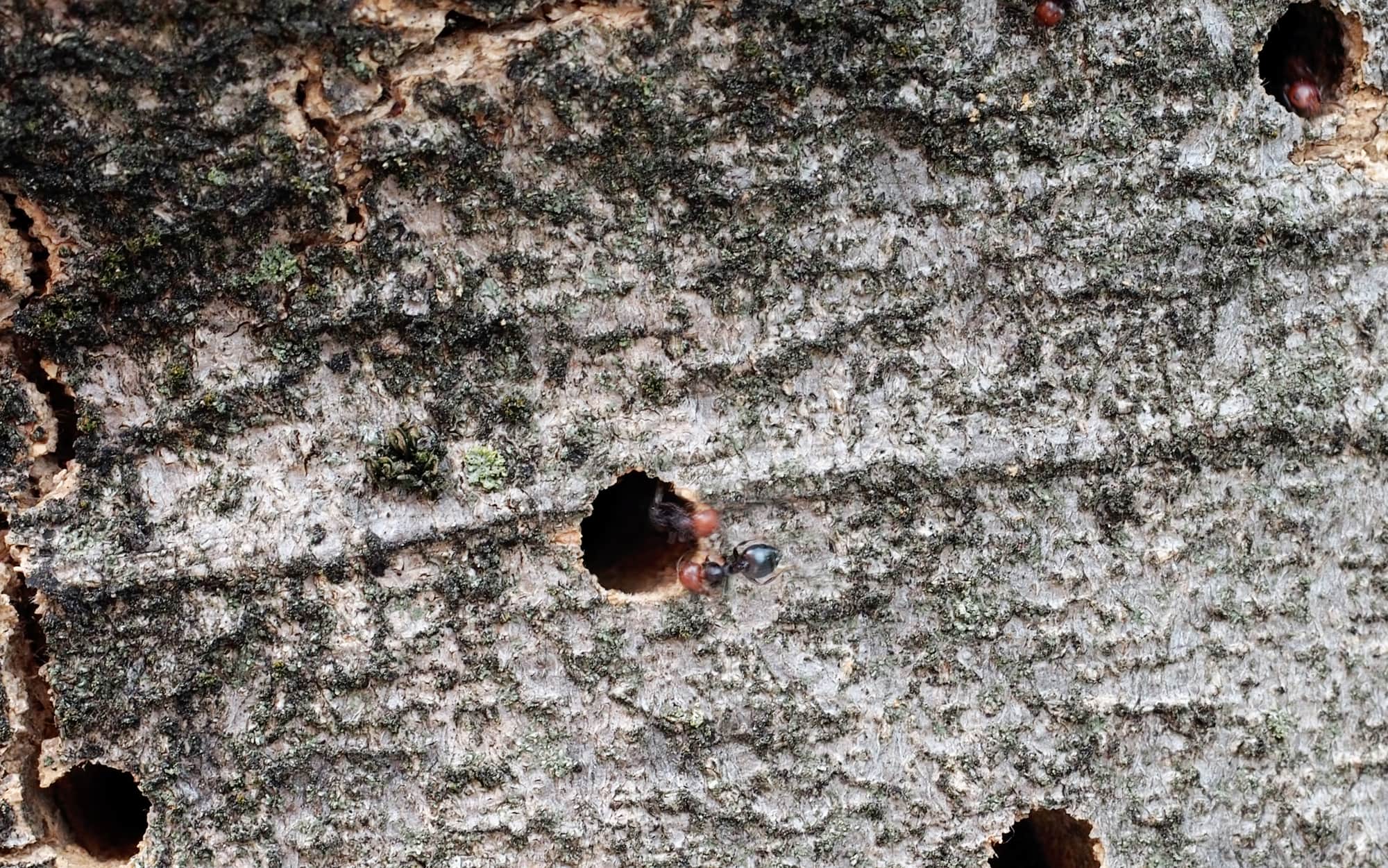 wood-boring-insects-feature