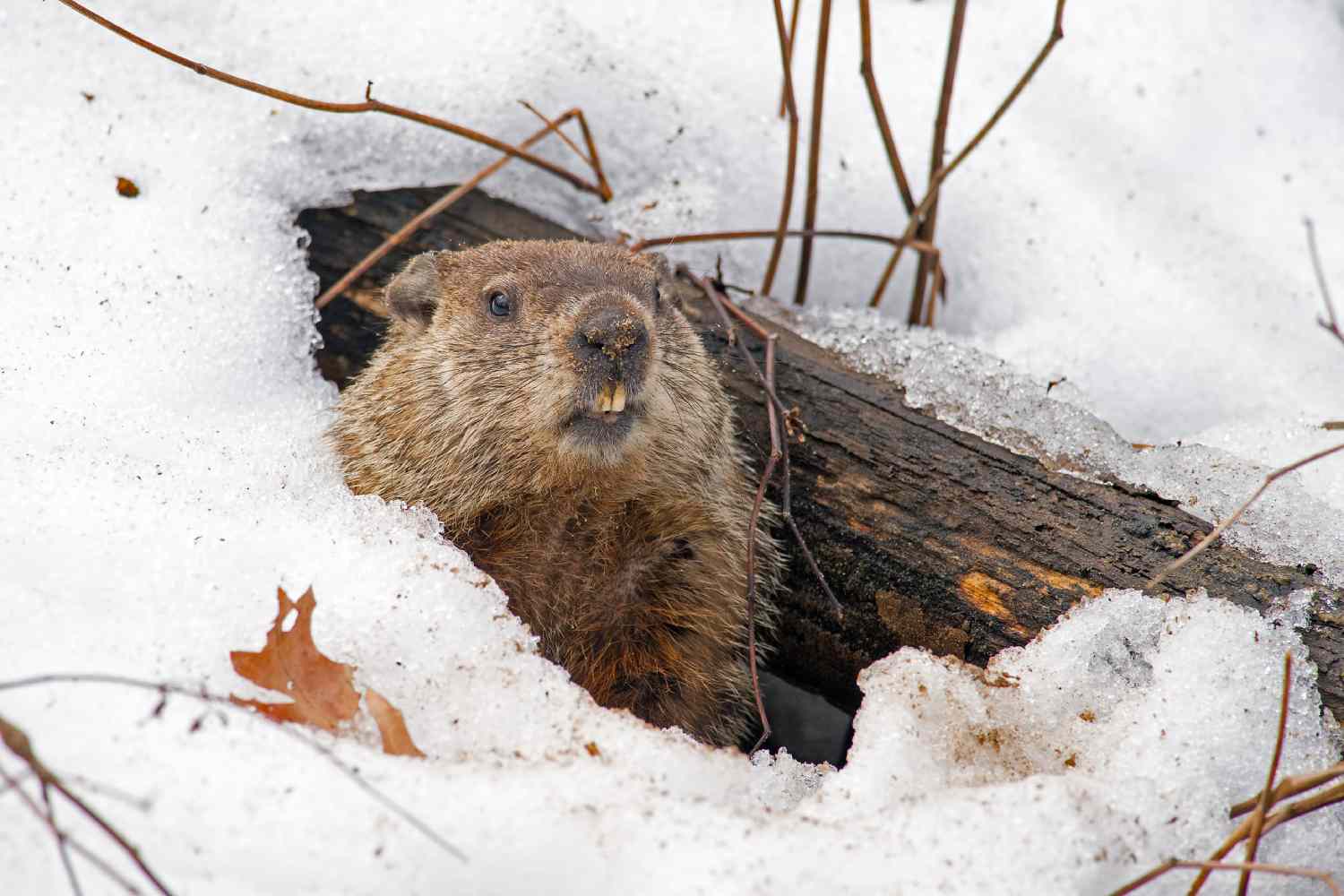 groundhog in a snow covered den