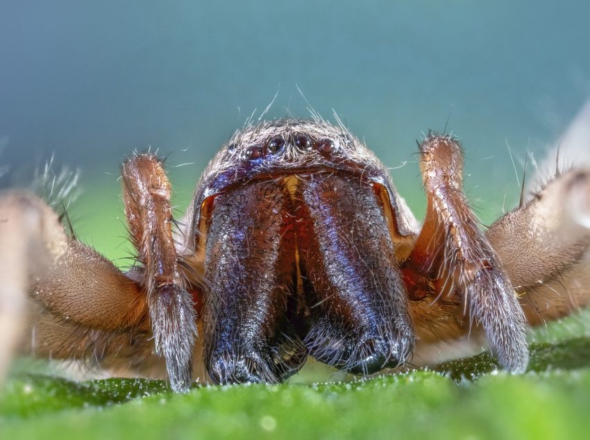 face of a woodlouse spider