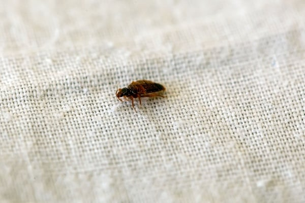 Bed bug on fabric
