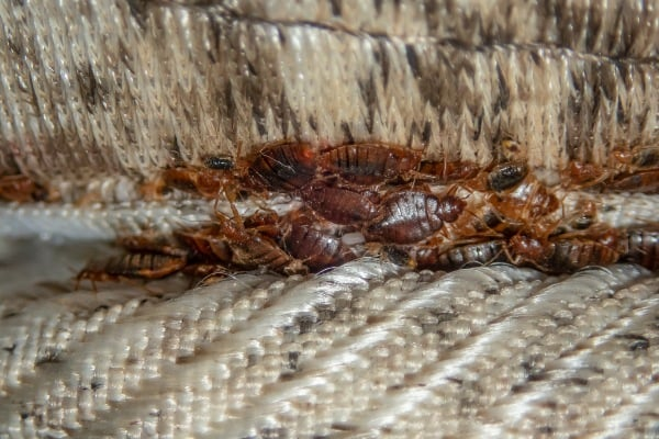 Infested mattress