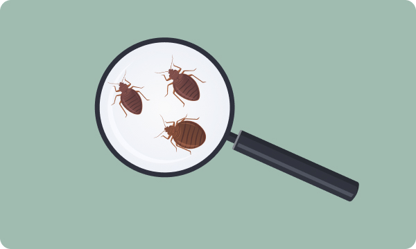 Live Bugs