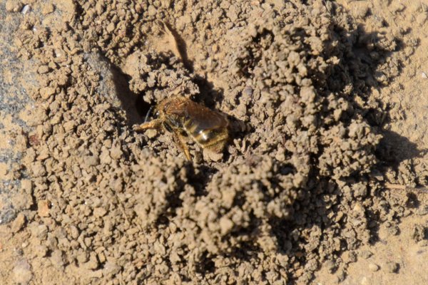 Ground bees on dirt